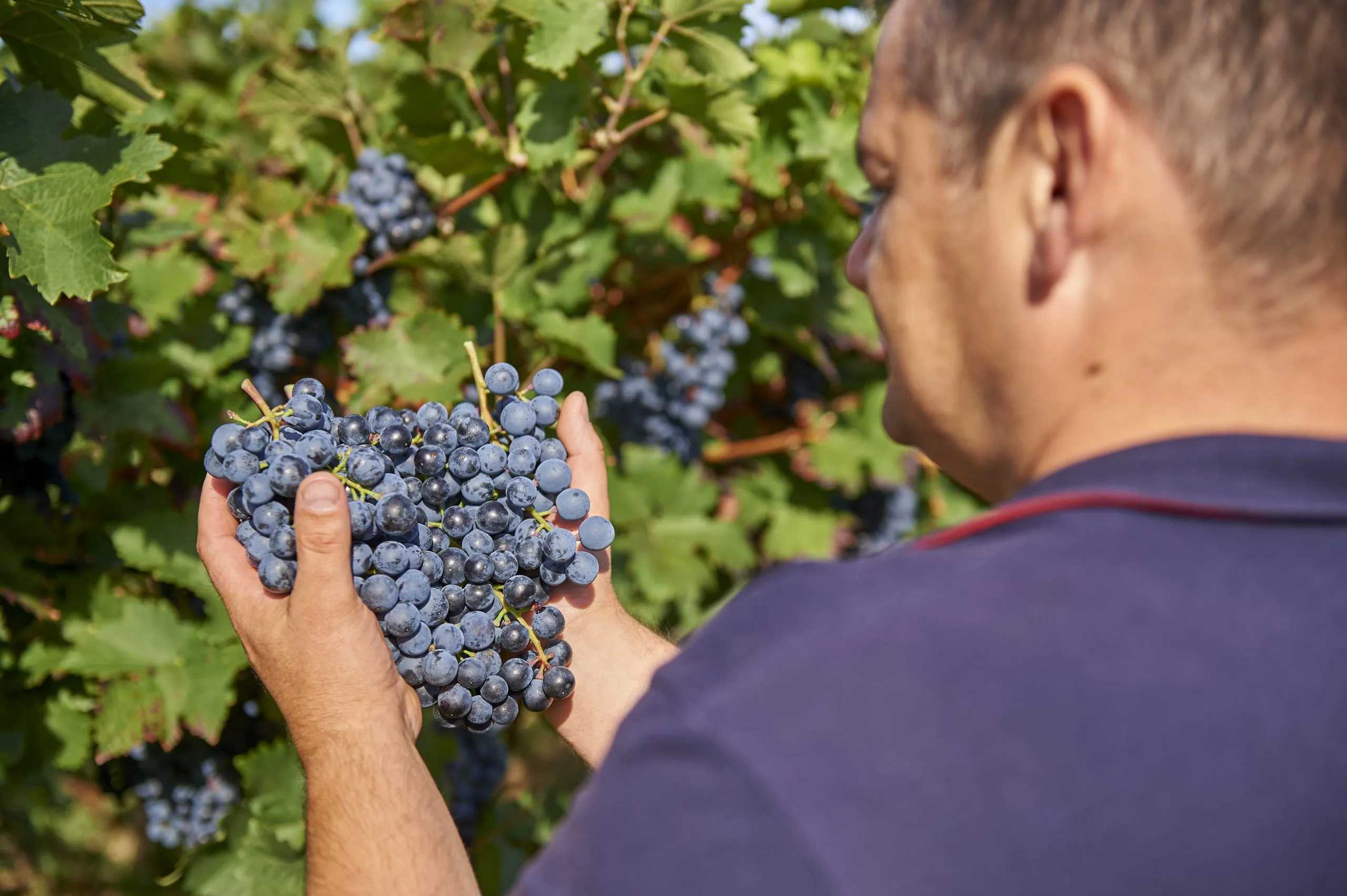 Weinlese: Reifeprüfung der Trauben am Stock