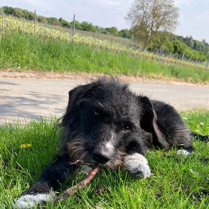 Frida macht auch Pause