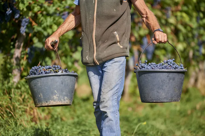 Weinlese ist oft Handarbeit