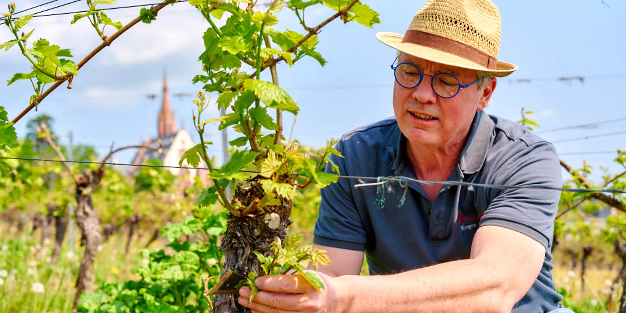 Mathias Michel bei der Laubarbeit im Weinberg über Bingen